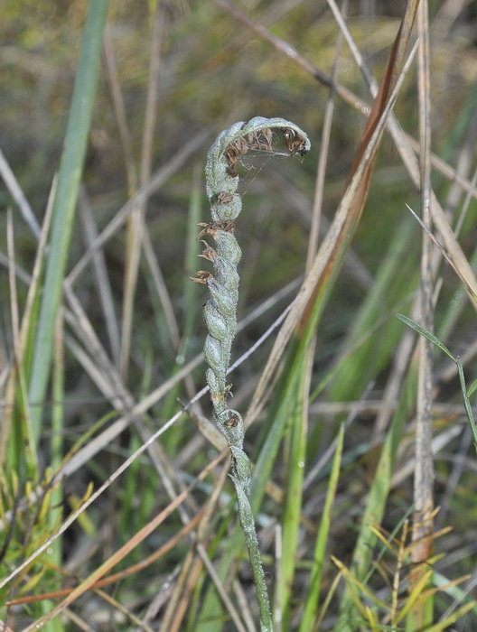Residuo di Spiranthes spirales...